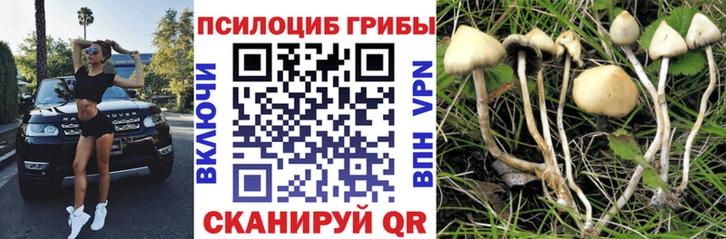 KRAKEN зеркало  Бирск  Галлюциногенные грибы Psilocybe 